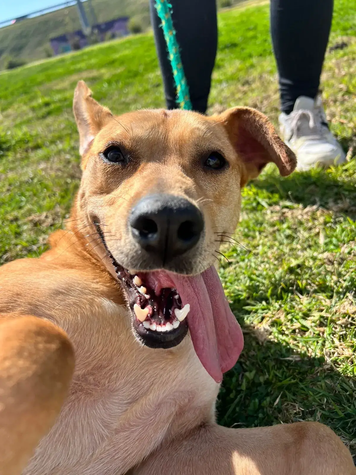 Perrito rescatado mirando a camara