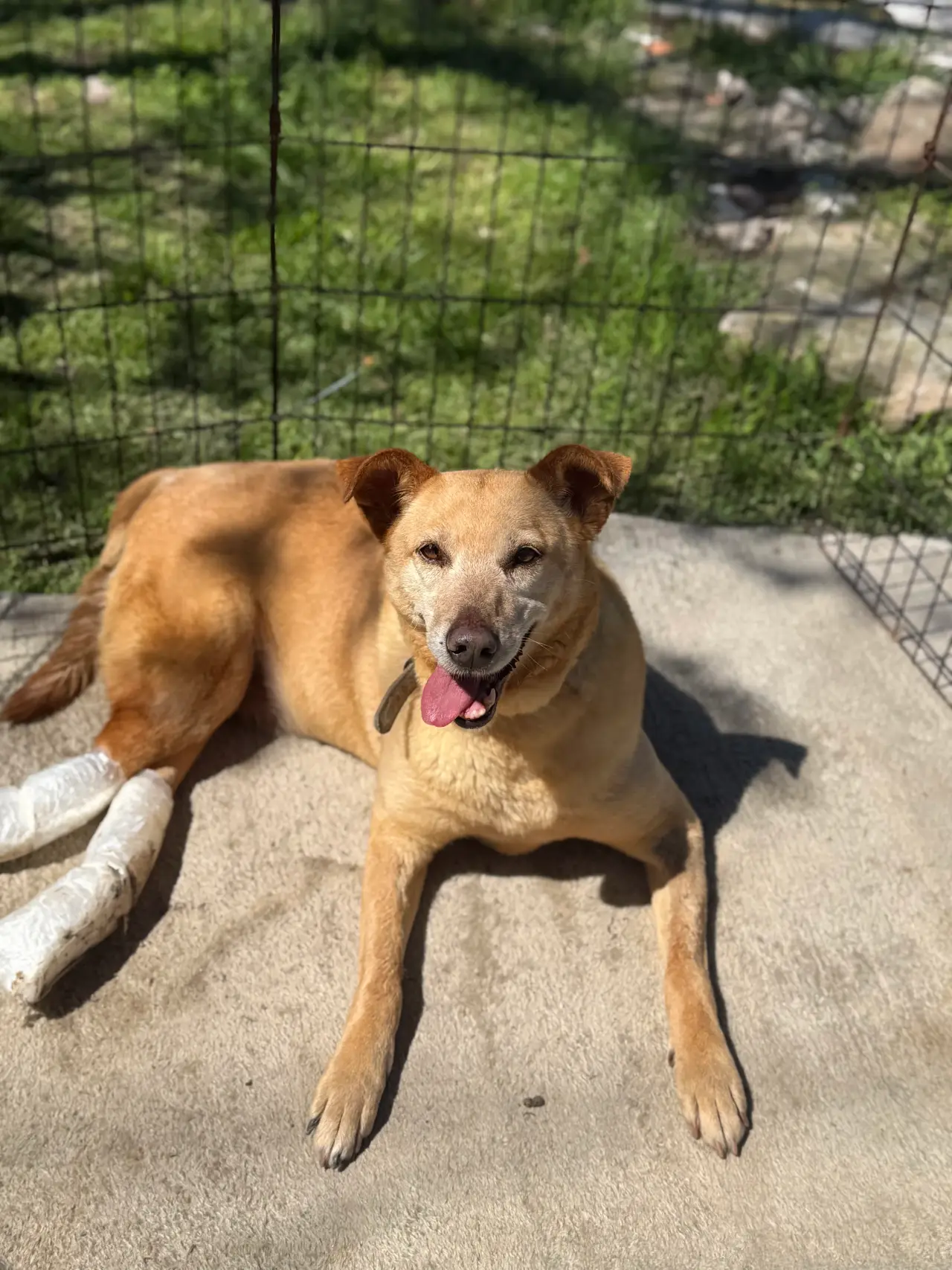 Animal rescatado en proceso de recuperacion