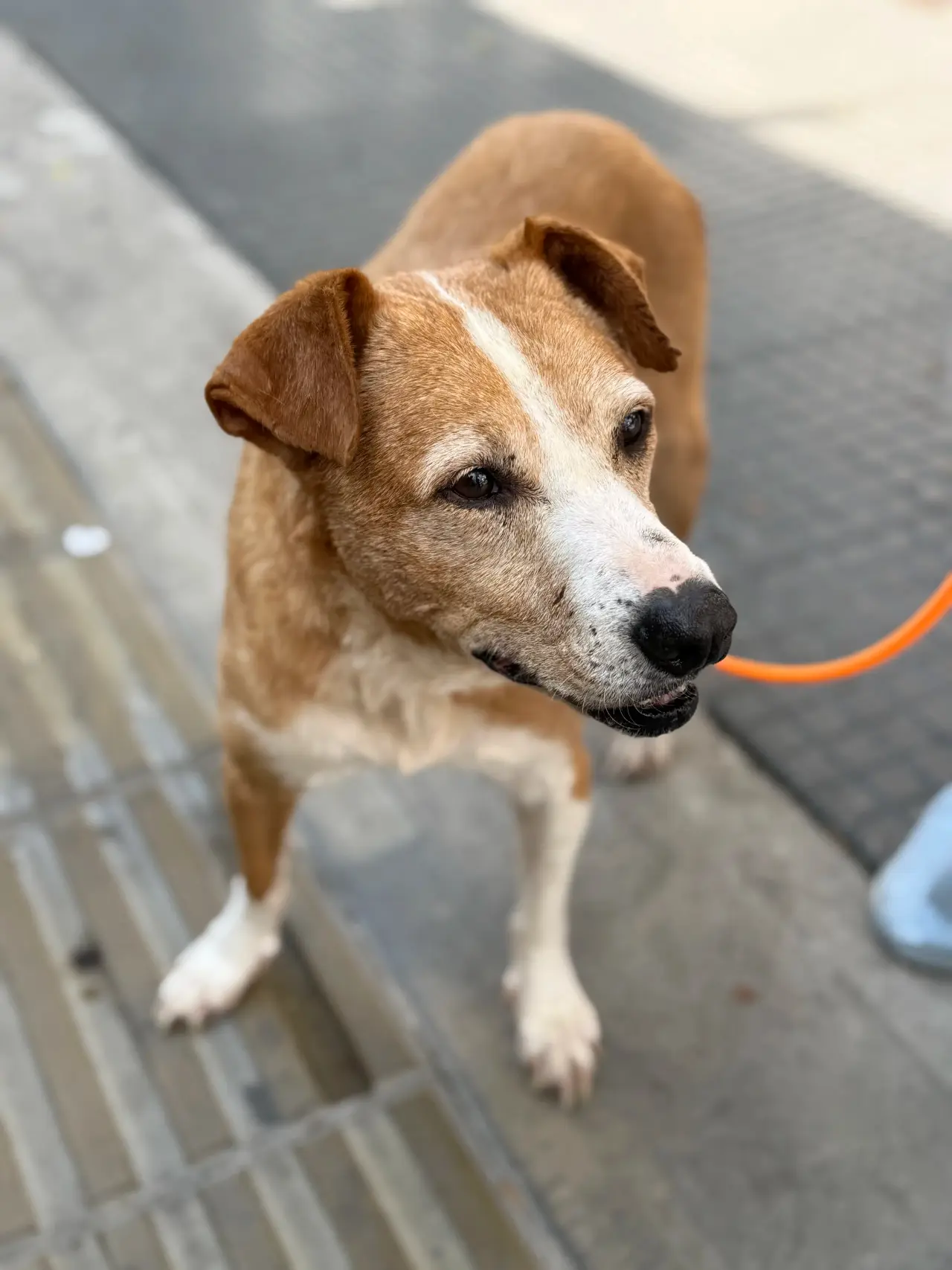 Uno de los rescatados de Adopciones Quilmes
