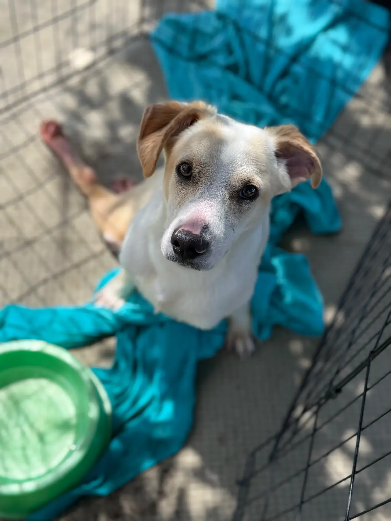 Rescatado disfrutando mimos en el refugio