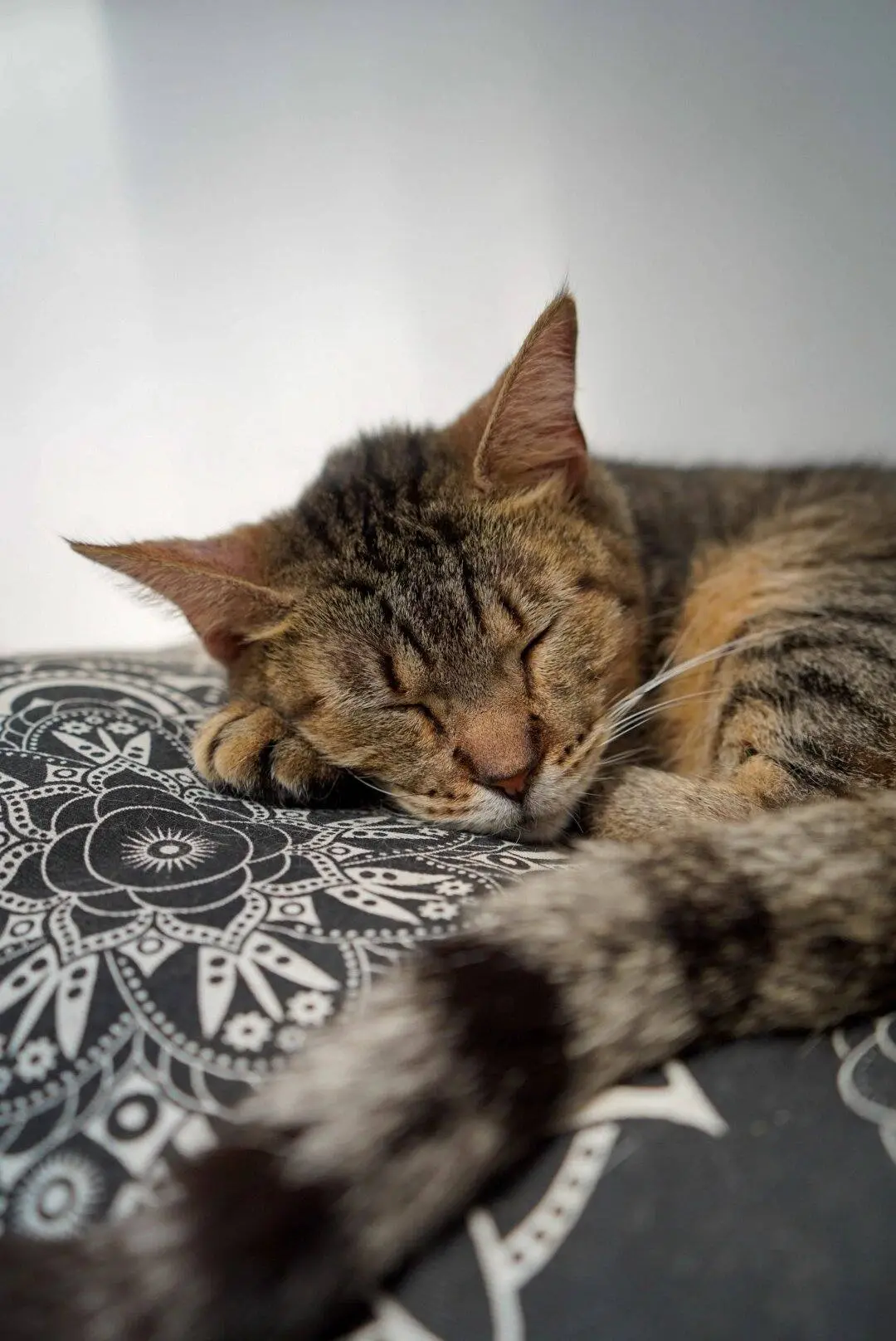 Perrito rescatado descansando en su mantita