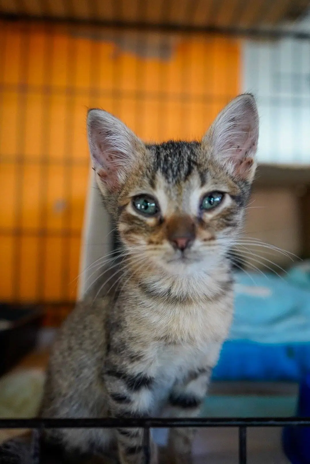 Rescatado mirando con curiosidad a camara