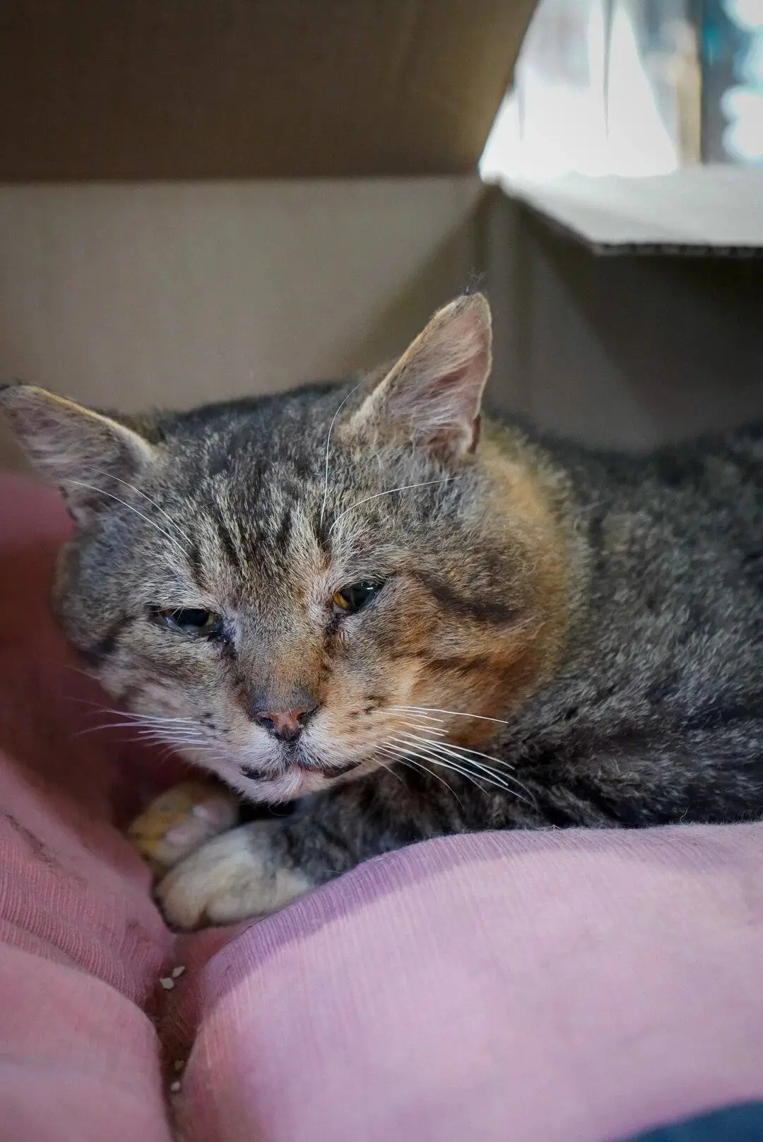 Animal rescatado en el patio del refugio