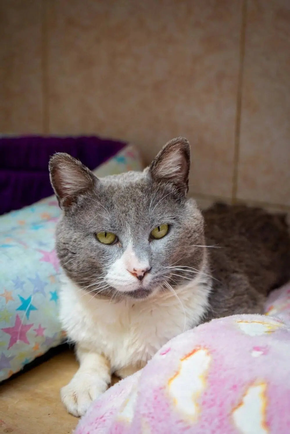 Perrito rescatado en etapa de recuperacion
