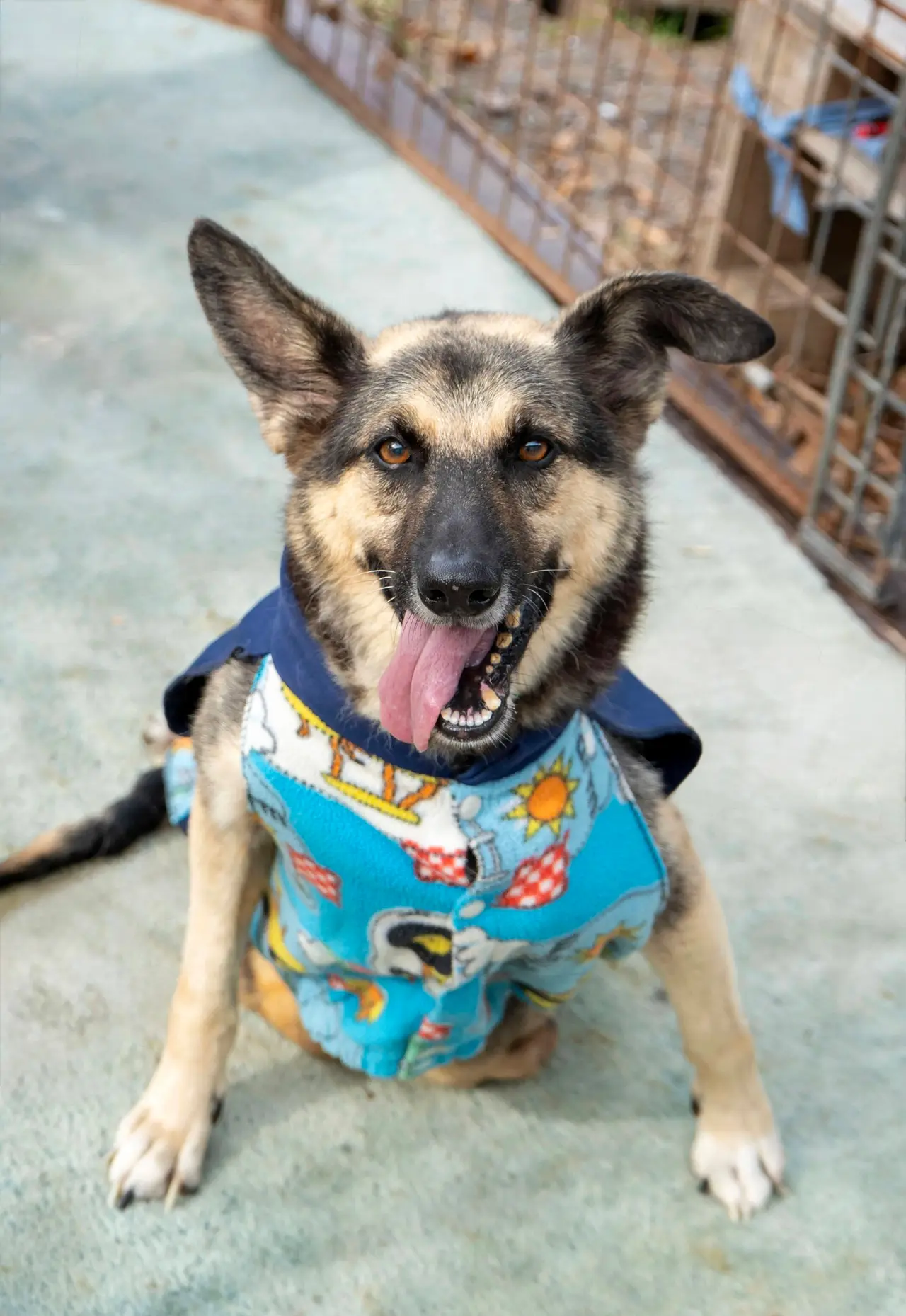 Perrito listo para encontrar una familia