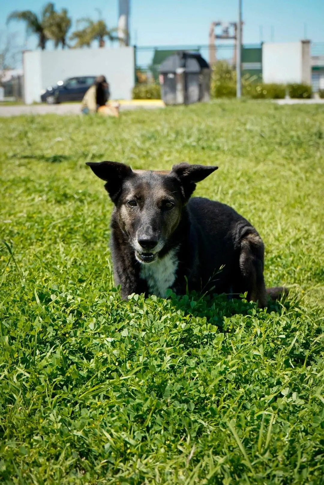 Perrito rescatado descansando en el refugio